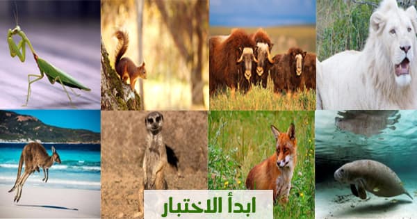 تعرف على الحيوان الموجود بالصورة