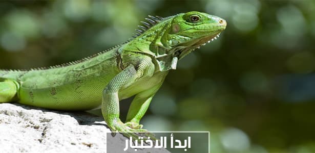 ماذا تعرف عن الزواحف؟