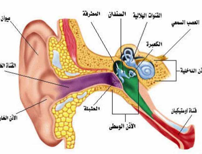 أنواع التهابات الأذن وعلاجها